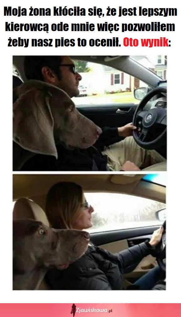 Kto jest lepszym kierowcą? Ocenia pies...